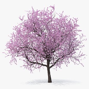 Flowering Cherry Tree