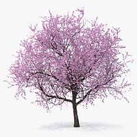 Flowering Cherry Tree