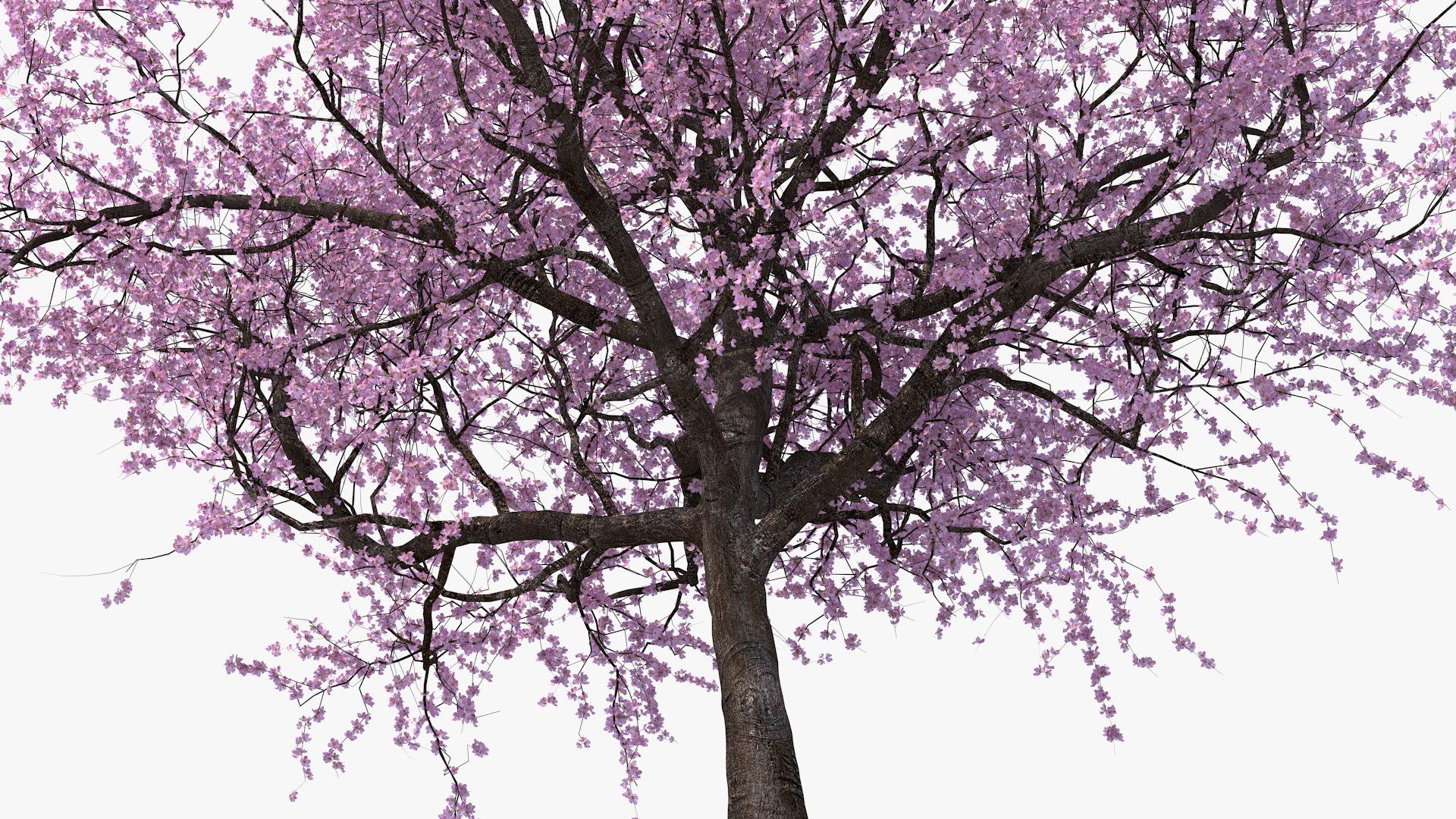 3D model flowering cherry tree https://p.turbosquid.com/ts-thumb/pL/kZ20M6/ndvEDoVf/floweringcherrytree3dsmodel007/jpg/1565617208/1920x1080/fit_q87/39e9df16f89bce4582e559c7f500ff7ecd09493d/floweringcherrytree3dsmodel007.jpg