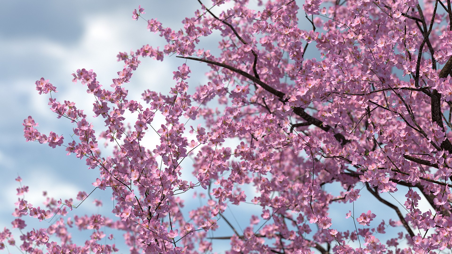 3D model flowering cherry tree https://p.turbosquid.com/ts-thumb/pL/kZ20M6/wOrCLzu6/floweringcherrytree3dsmodel003/jpg/1565617189/1920x1080/fit_q87/6334eae735fd8300675265c903f756aef549e5ac/floweringcherrytree3dsmodel003.jpg