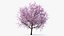 3D model flowering cherry tree
