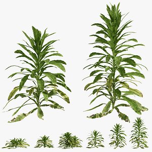 Erigeron canadensis young July