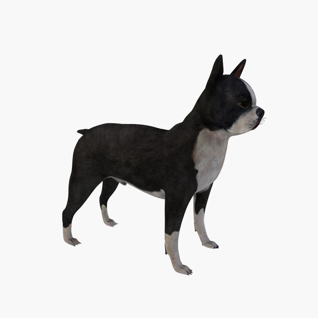 Boston Terrier Dog 3d Max