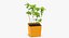 Mint Herb