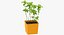 Mint Herb