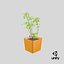 Mint Herb