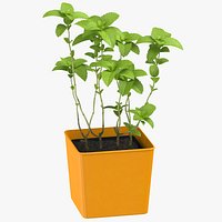 Mint Herb