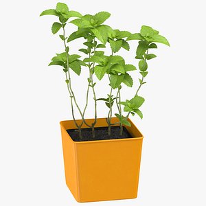 Mint Herb