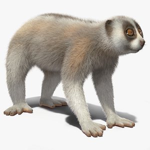 3D model Lemur Javan Slow Loris Fur