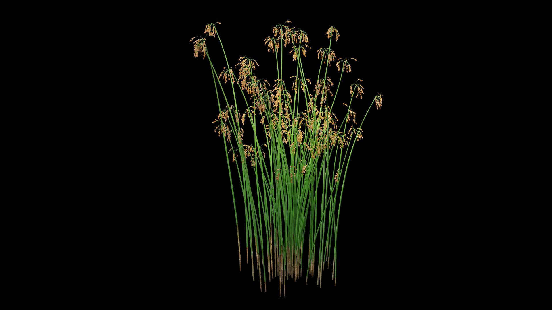 3D model Scirpus Validus https://p.turbosquid.com/ts-thumb/pM/L5Xvan/40/scirpus_validus.f1/jpg/1726695899/1920x1080/fit_q87/f43fe98bda81f672ed0a84e7079710af29162062/scirpus_validus.f1.jpg
