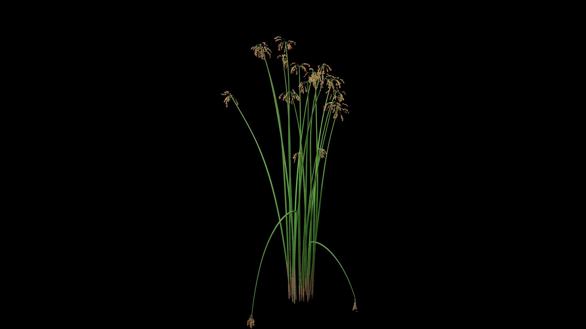 3D model Scirpus Validus https://p.turbosquid.com/ts-thumb/pM/L5Xvan/9z/scirpus_validus.b1/jpg/1726695892/1920x1080/fit_q87/e3e648eb1c166b07434a6255c94b6cce44e5645c/scirpus_validus.b1.jpg
