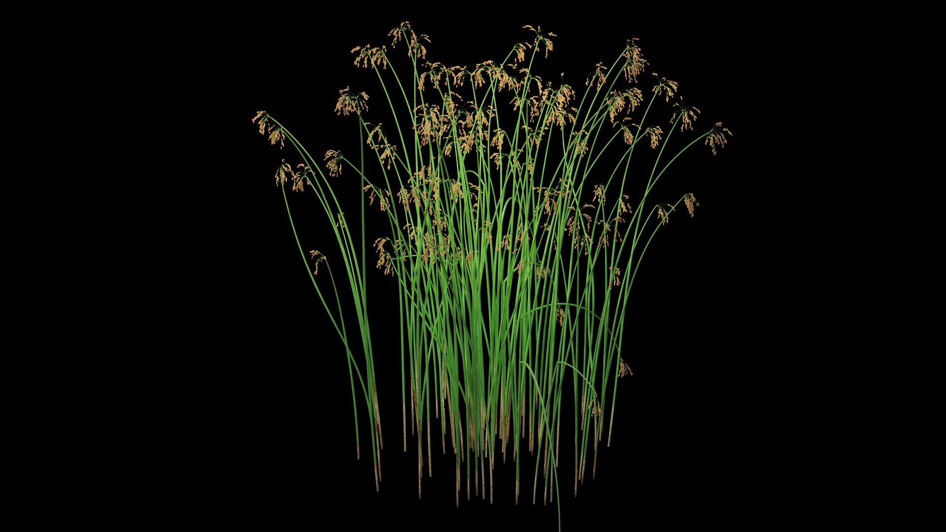 3D model Scirpus Validus https://p.turbosquid.com/ts-thumb/pM/L5Xvan/Kp/scirpus_validus.e1/jpg/1726695898/1920x1080/fit_q87/b81e5cc1d2f6e4588c7c20abdfc576262edf49cc/scirpus_validus.e1.jpg