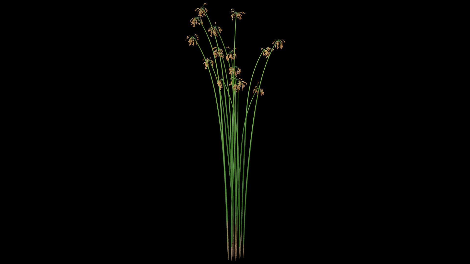 3D model Scirpus Validus https://p.turbosquid.com/ts-thumb/pM/L5Xvan/LA/scirpus_validus.f01/jpg/1726695897/1920x1080/fit_q87/6c2680587013c66304f275781c441b1957fc100d/scirpus_validus.f01.jpg