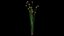 Scirpe Validus