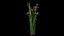 Scirpe Validus