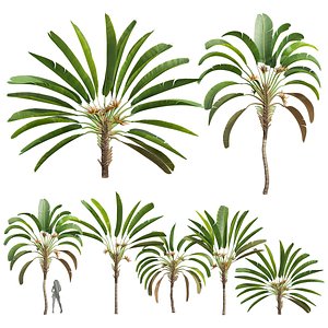 New Plant High detail Strelitzia Nicolai Medium 3D model