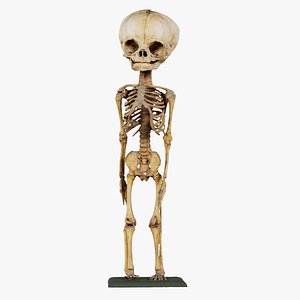 Unborn Human Baby Skeleton Remastered