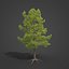3D 2021 PBR Coulter Pine Collection - Pinus Coulteri