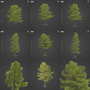 3D 2021 PBR Coulter Pine Collection - Pinus Coulteri