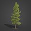 3D 2021 PBR Coulter Pine Collection - Pinus Coulteri