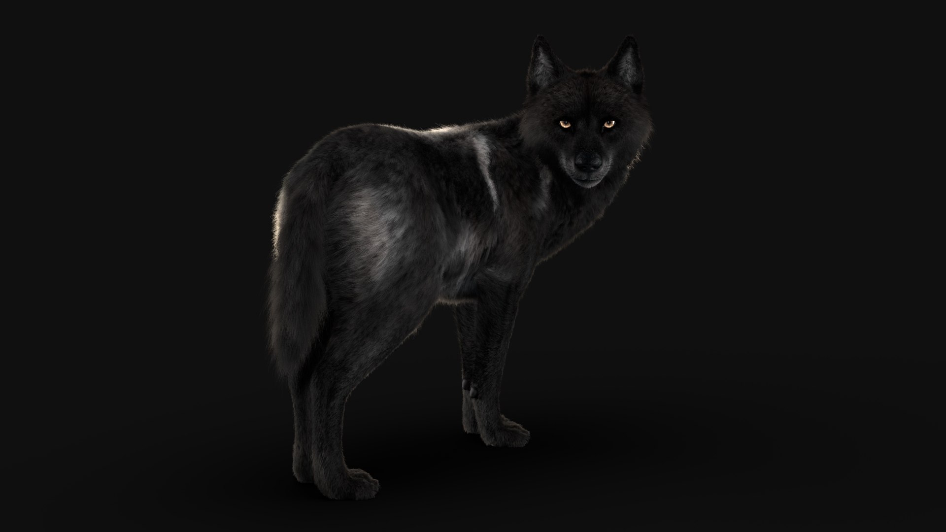 Black Timber Wolf Xgen Rigged 3D model https://p.turbosquid.com/ts-thumb/pM/gaeN7n/Gh/wolf_g/jpg/1685283438/1920x1080/fit_q87/f1e38de0529ddb1788f6b088869eac245f23f7ba/wolf_g.jpg
