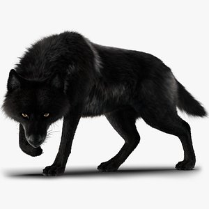 Black Timber Wolf Xgen Rigged 3D model