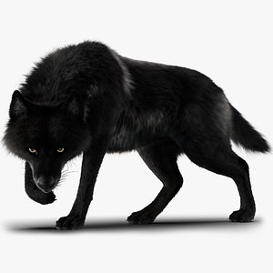 Black Timber Wolf Xgen Rigged
