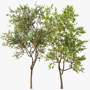 3D AV Fruit Trees Diospyros Kaki Persimmon and Malus Pumila Apple Red