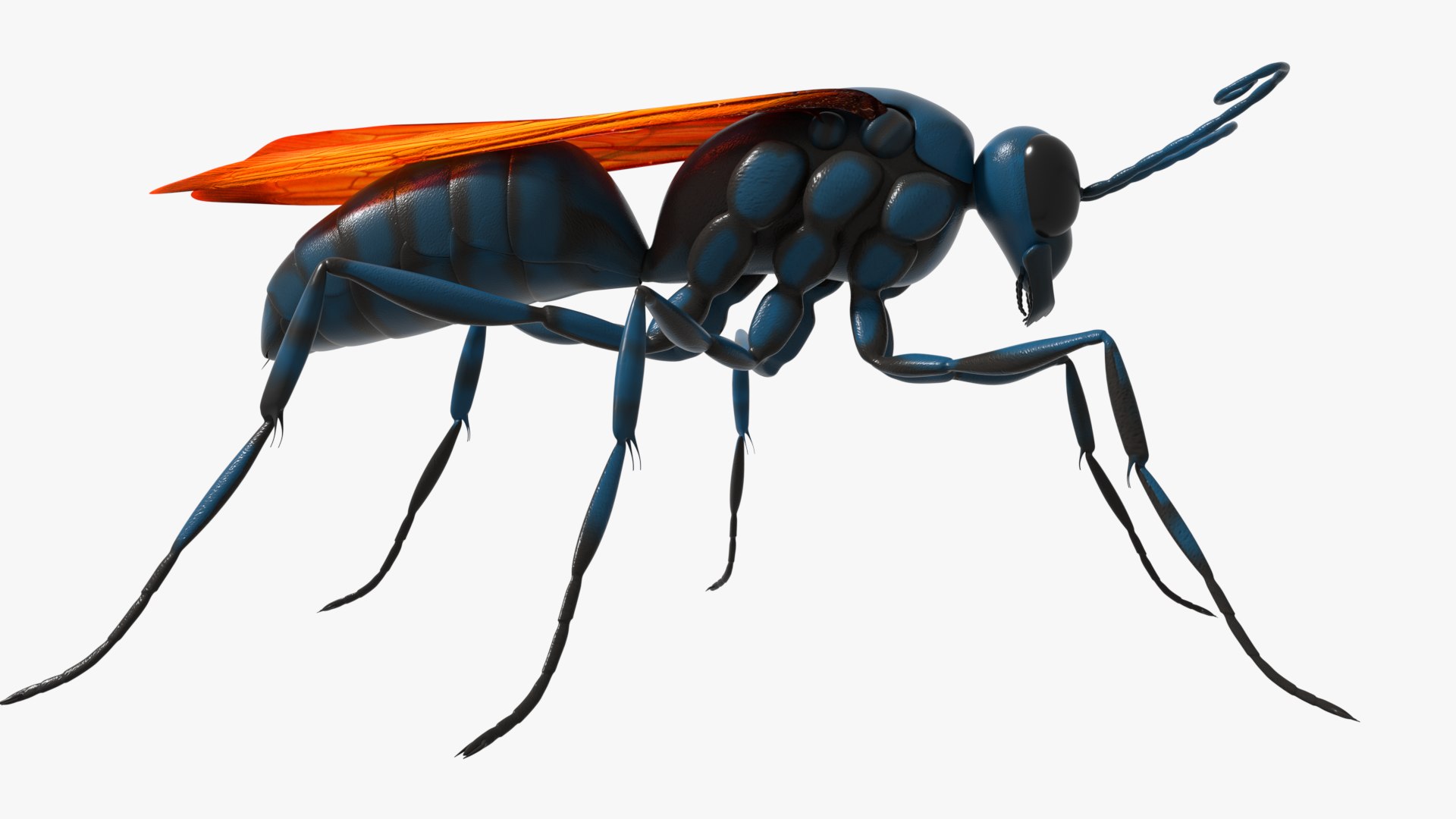 Tarantula Hawk 3D model https://p.turbosquid.com/ts-thumb/pM/nT35LP/04/0027/png/1625165608/1920x1080/fit_q87/6b398ae4d2d707d1942488bf0abe5ccaf3bb4029/0027.jpg