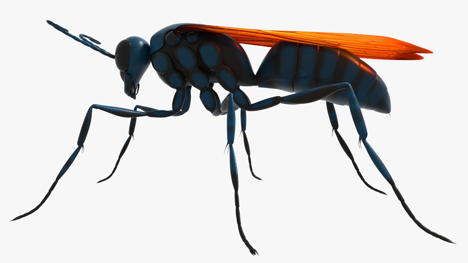 Tarantula Hawk 3D model https://p.turbosquid.com/ts-thumb/pM/nT35LP/2R/0015/png/1625165606/1920x1080/fit_q87/89b7a6ed6e1e3eafa2bbee5c6702a164bcc5dc7a/0015.jpg
