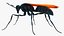 Tarantula Hawk