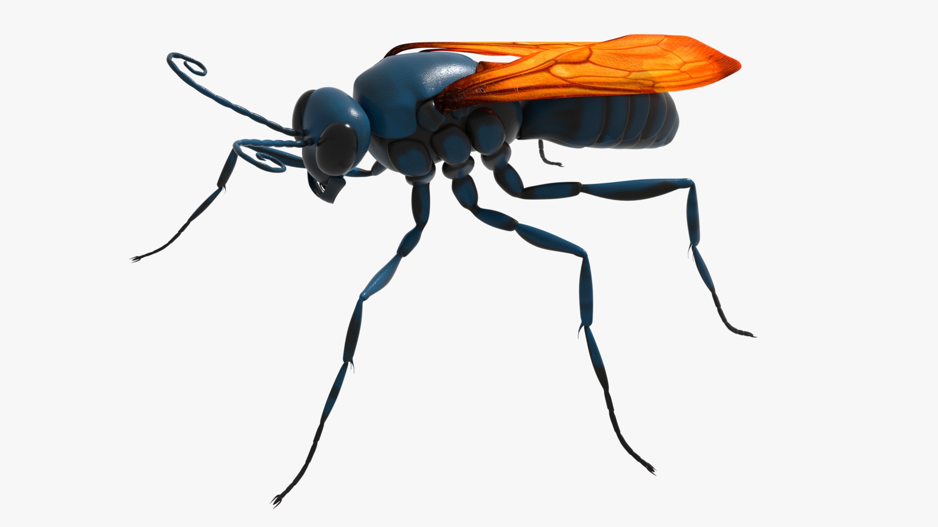 Tarantula Hawk 3D model https://p.turbosquid.com/ts-thumb/pM/nT35LP/3D/0032/png/1625165604/1920x1080/fit_q87/24a173cb2400abd8ee36fd5d4be8d91b05191501/0032.jpg