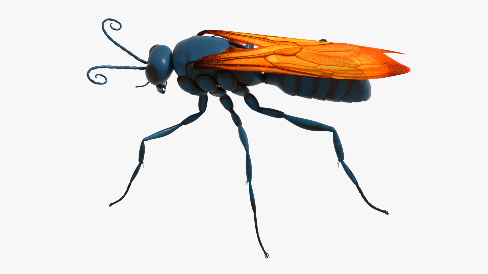 Tarantula Hawk 3D model https://p.turbosquid.com/ts-thumb/pM/nT35LP/GK/0014/png/1625165605/1920x1080/fit_q87/65c62e0ac4ca43d6ba3c5af24e59324bdb5caae1/0014.jpg