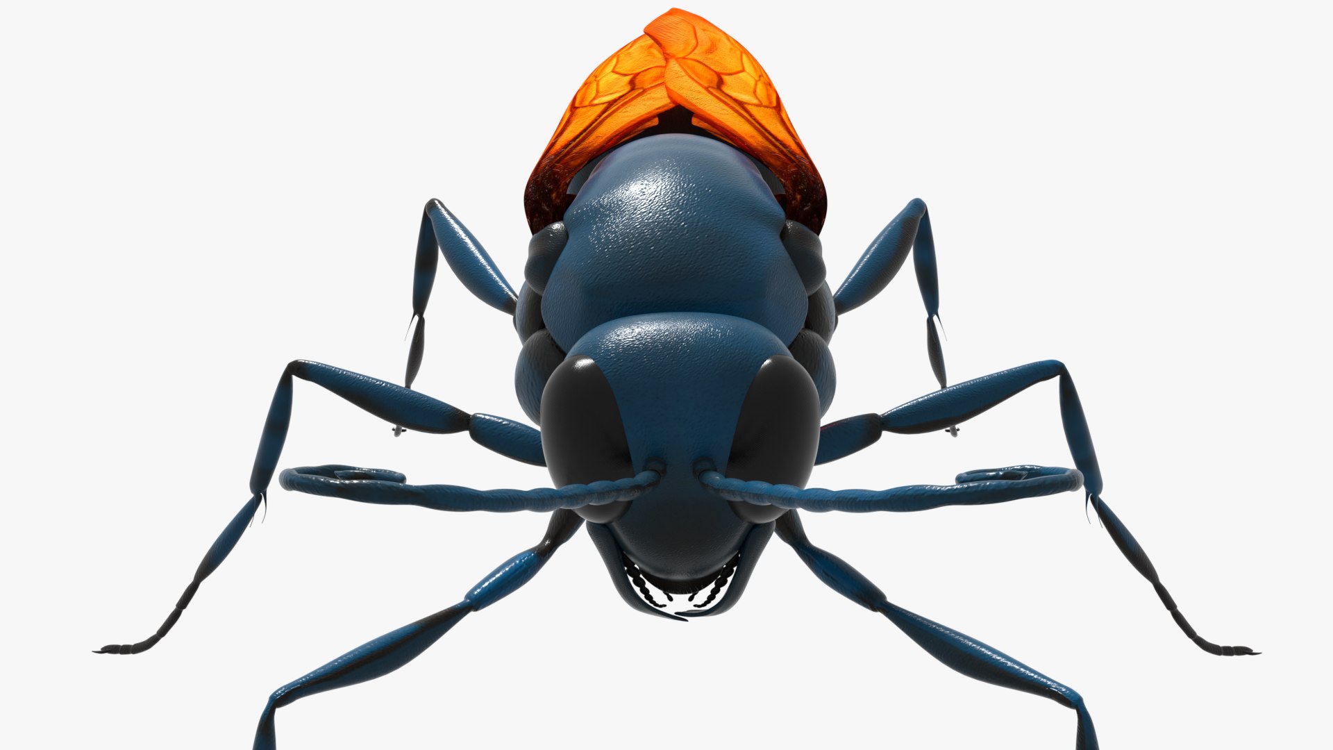 Tarantula Hawk 3D model https://p.turbosquid.com/ts-thumb/pM/nT35LP/LY/0023/png/1625165609/1920x1080/fit_q87/6a6a6790db9e36543a5f8682afb50292da7e6a93/0023.jpg