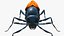Tarantula Hawk