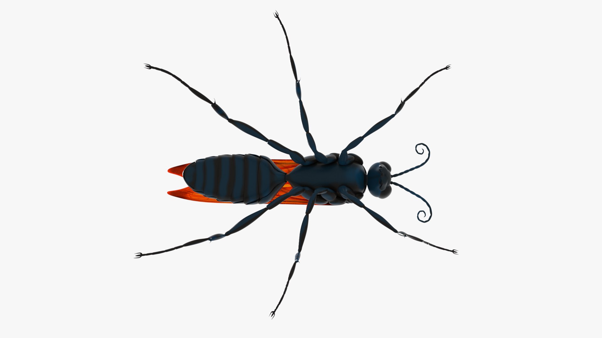 Tarantula Hawk 3D model https://p.turbosquid.com/ts-thumb/pM/nT35LP/Od/0024/png/1625165602/1920x1080/fit_q87/948b112272b290a6f314e3ad5eddc68ad1f681f1/0024.jpg