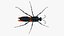 Tarantula Hawk