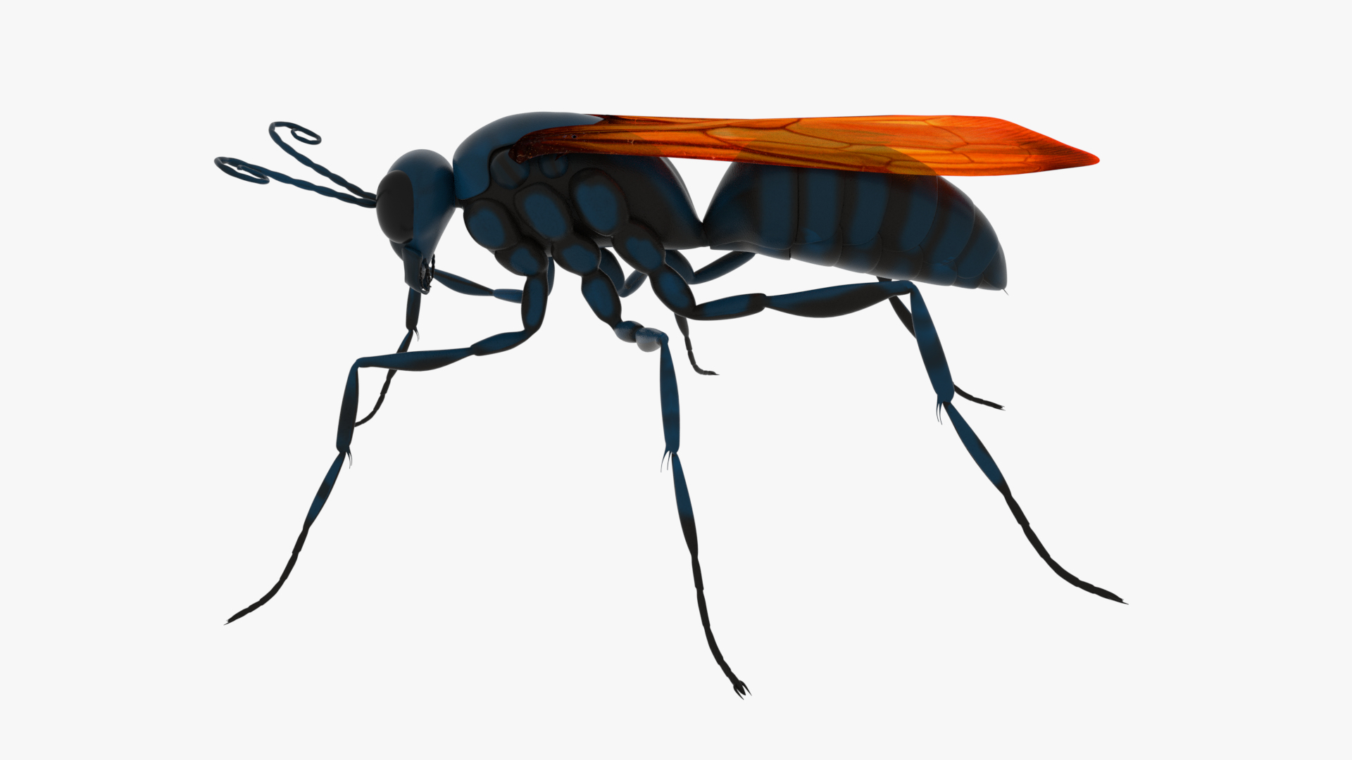 Tarantula Hawk 3D model https://p.turbosquid.com/ts-thumb/pM/nT35LP/Qd/image/png/1625165636/1920x1080/turn_fit_q99/a79bdd85d1c333ae3101f8463a19eee7e5051533/image-1.jpg