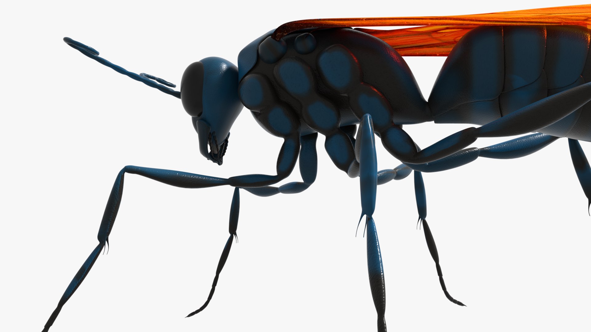 Tarantula Hawk 3D model https://p.turbosquid.com/ts-thumb/pM/nT35LP/Ra/0019/png/1625165609/1920x1080/fit_q87/63ab41dc3cb1025cfad2010bc1ce353bfd3a3585/0019.jpg