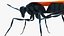 Tarantula Hawk