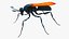 Tarantula Hawk