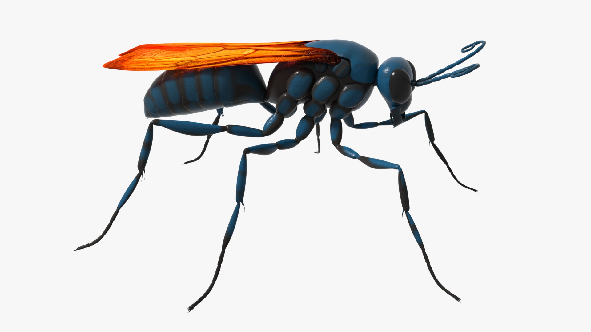Tarantula Hawk 3D model https://p.turbosquid.com/ts-thumb/pM/nT35LP/Up/0005/png/1625165603/1920x1080/fit_q87/fea66bf9a082a738925b3951aa37e1726ca8f999/0005.jpg