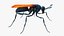 Tarantula Hawk
