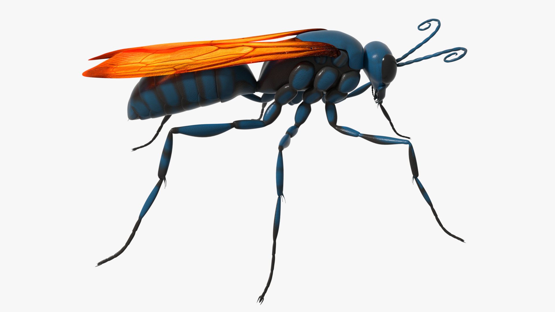 Tarantula Hawk 3D model https://p.turbosquid.com/ts-thumb/pM/nT35LP/lN/0001/png/1625165576/1920x1080/fit_q87/26a4420beb49b94363fa635922f95d25b45bee73/0001.jpg
