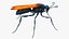 Tarantula Hawk