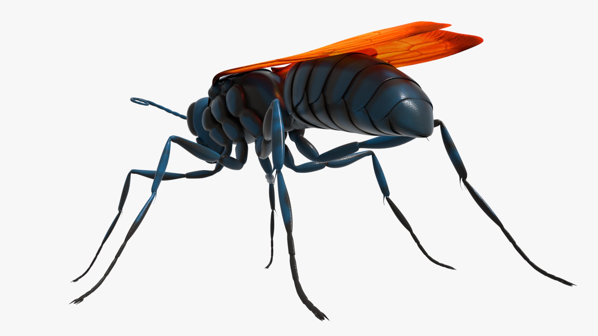 Tarantula Hawk 3D model https://p.turbosquid.com/ts-thumb/pM/nT35LP/rc/0020/png/1625165605/1920x1080/fit_q87/6a00dd9d249f30f5890489fdc45d8d706f8cba6a/0020.jpg