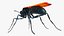 Tarantula Hawk