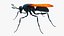 Tarantula Hawk