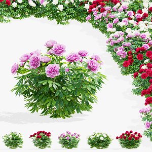 Paeonia lactiflora bushes 3 colors 3D model