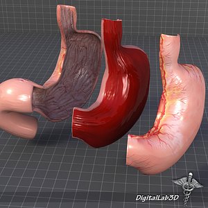 max stomach anatomy organ